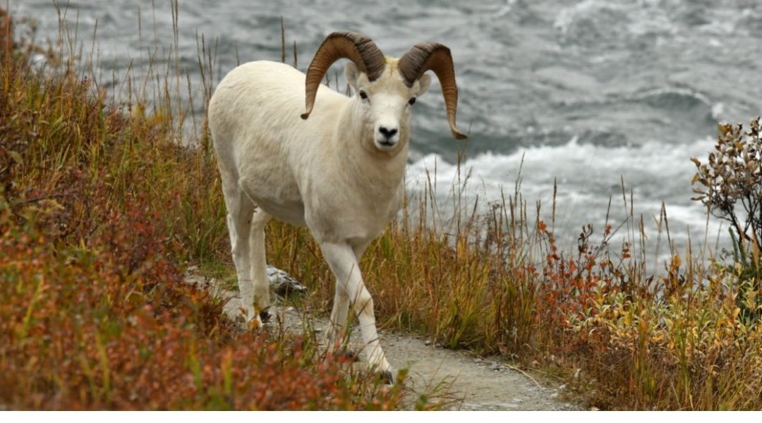 Wildlife Tour from Anchorage