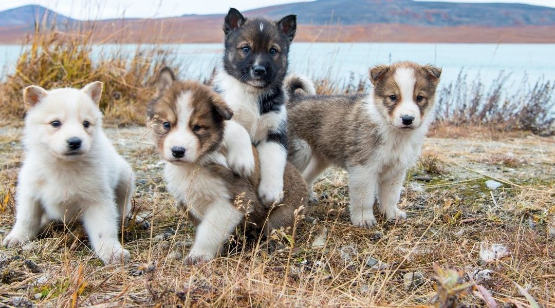 Denali Husky Homesead Tour