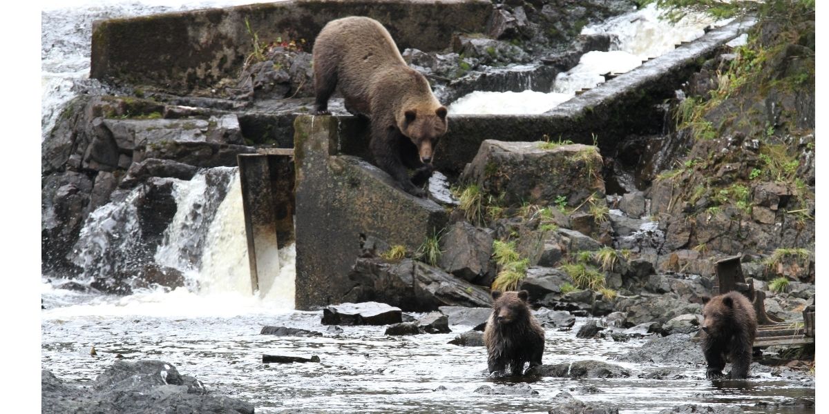 Bear Watching in Juneau, Alaska