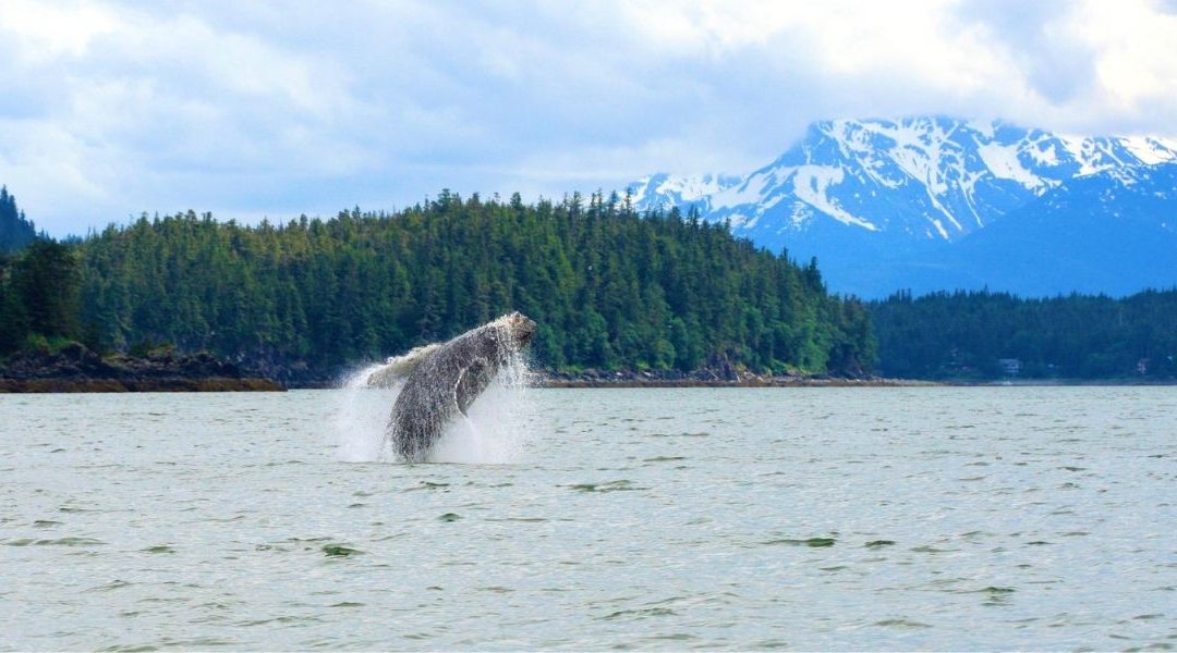 Whale Watch Tour from Juneau